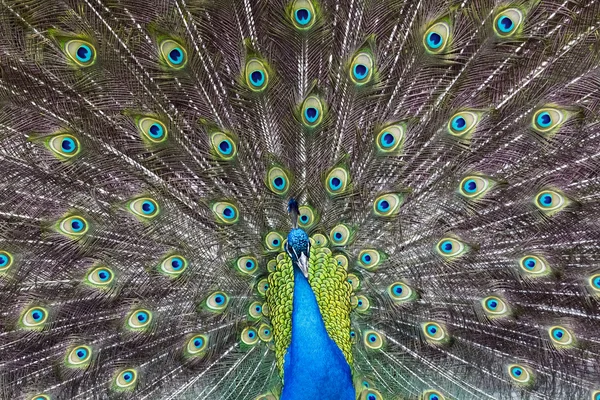 Peacock — Stock Photo, Image