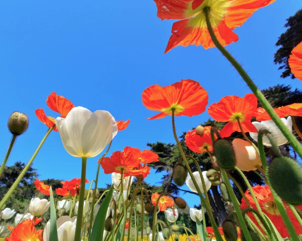 Spring flowers — Stock Photo, Image