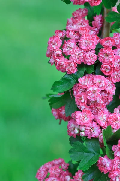 Ağaç çiçek — Stok fotoğraf