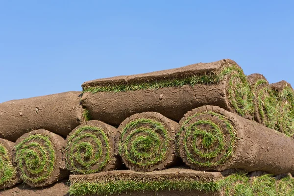 Nieuw gazon — Stockfoto