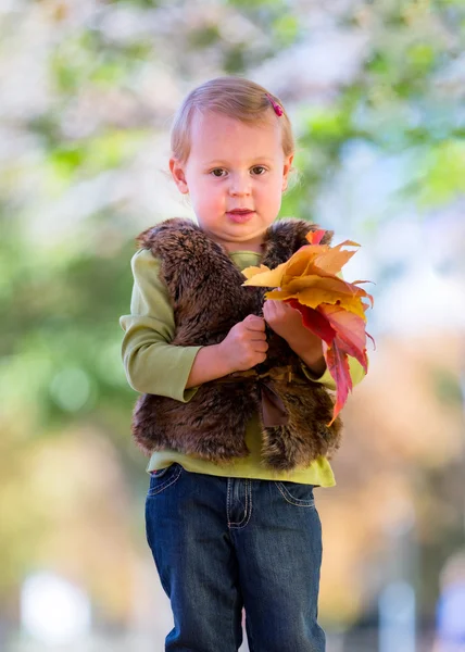 Herbstlaub — Stockfoto