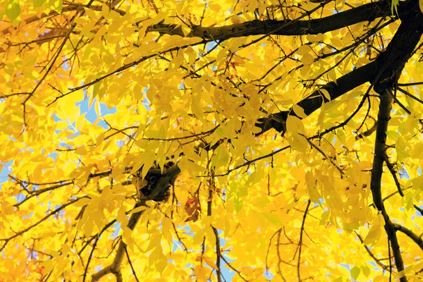 Herbstblätter — Stockfoto