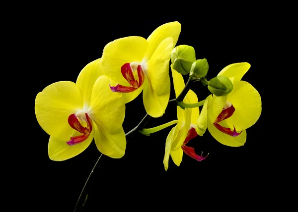 Orchidej — Stock fotografie