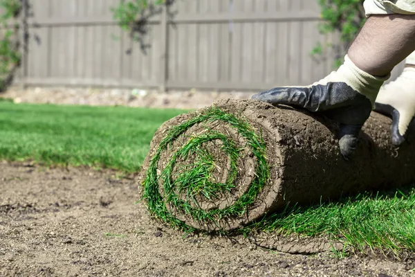 New lawn — Stock Photo, Image