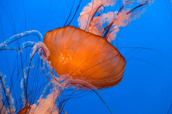 Medusas. — Foto de Stock