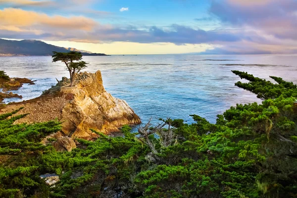 Cypress Tree — Stock Photo, Image