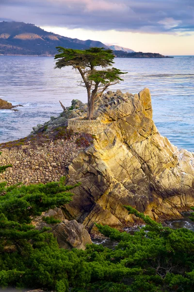 Árbol de ciprés — Foto de Stock