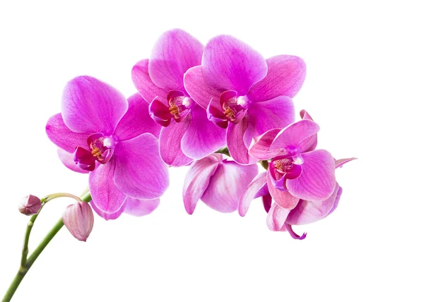 Orchidea — Stock Fotó