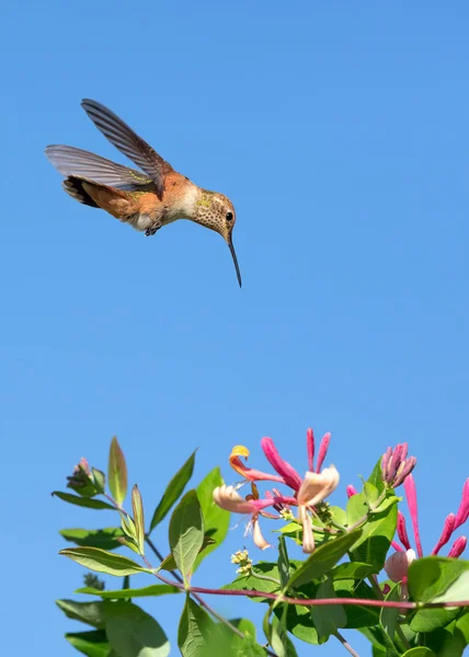 Kolibri — Stockfoto