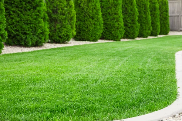 Patio Trasero Con Césped Verde Natural Césped Fresco — Foto de Stock