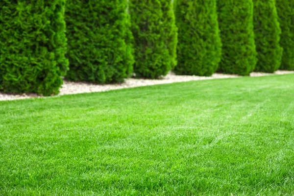 Doğal yeşil çimenleri olan arka bahçe, taze çimenler. 