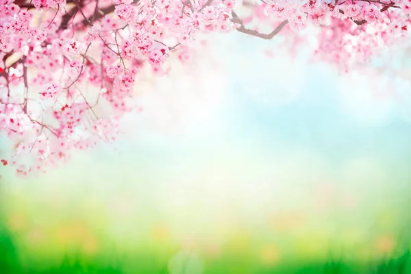 Fundo Primavera Com Flores Flores Árvore Sobre Prado Verde Ensolarado — Fotografia de Stock