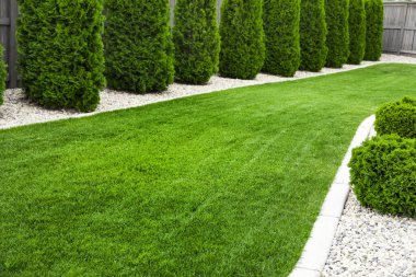 Doğal yeşil çimenleri olan arka bahçe, taze çimenler. 