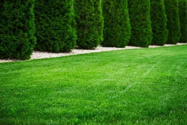 Ogródek Naturalną Zieloną Trawą Świeży Trawnik — Zdjęcie stockowe