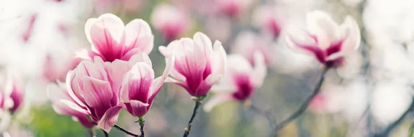 Flor Árbol Magnolia Primavera Fondo Borroso Suave Con Sol —  Fotos de Stock