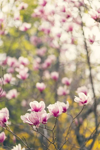 Magnolia Boom Bloesem Het Voorjaar Zachte Wazig Achtergrond Met Zonneschijn — Stockfoto