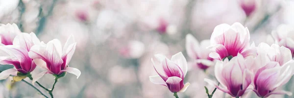 Fioritura Albero Magnolia Primavera Morbido Sfondo Sfocato Con Sole — Foto Stock