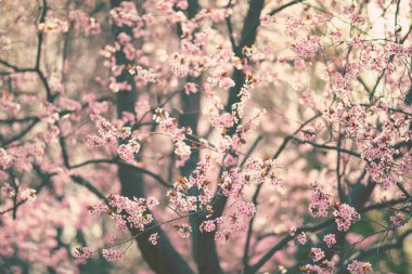 Pembe ağaç çiçekleri güneşli bahar gününde açar.