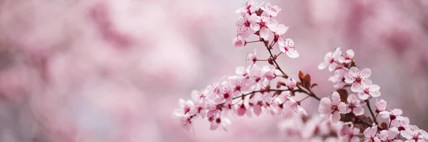 粉红色的树在阳光明媚的春日开花 — 图库照片