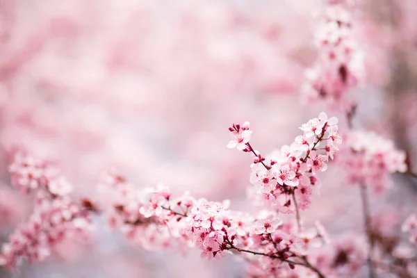 Flores Árvore Rosa Florescem Dia Ensolarado Primavera — Fotografia de Stock