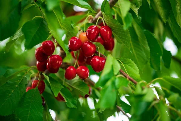 Cerezas Rojas Ramas Árboles — Foto de Stock