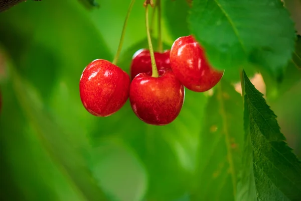 Cerezas Rojas Ramas Árboles — Foto de Stock