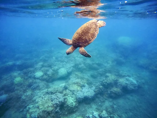 Tortuga Verde Sobre Arrecife Coral Fotografía Submarina Hawaii — Foto de Stock