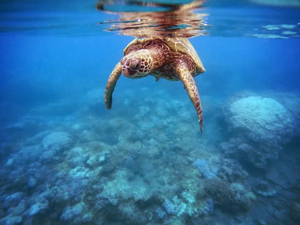 ハワイのサンゴ礁の水中写真は緑色の海亀 — ストック写真