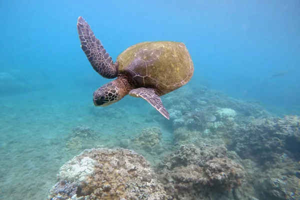 Tortuga Verde Sobre Arrecife Coral Fotografía Submarina Hawaii — Foto de Stock