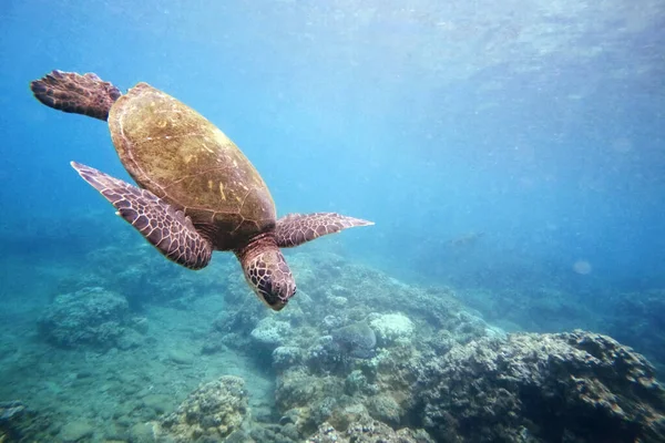 Tartaruga Marina Verde Sopra Barriera Corallina Fotografia Subacquea Alle Hawaii — Foto Stock
