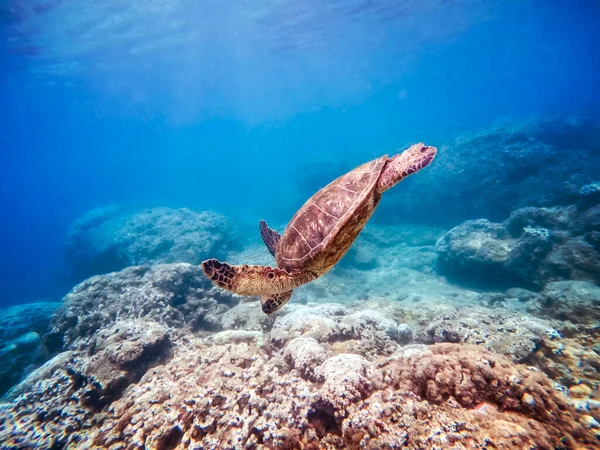 Groene Zeeschildpad Boven Onderwater Foto Koraalrif Hawaï — Stockfoto