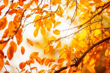 Autumn background with colorful tree leaves on sunny sky