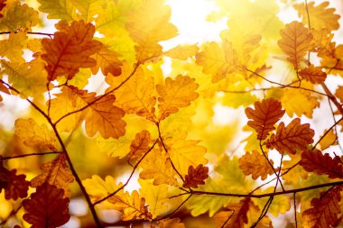 Oak tree leaves in autumn. Sunny golden background