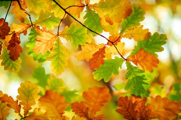 Oak Tree Leaves Autumn Sunny Golden Background — ストック写真
