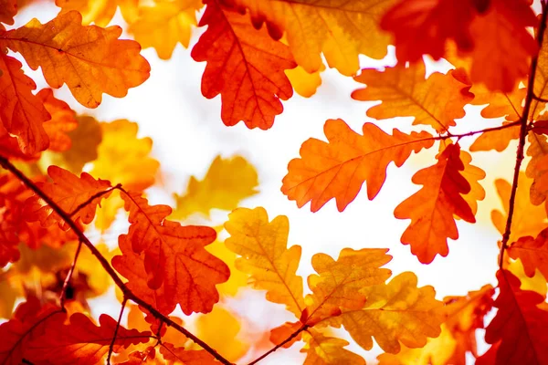 Oak Tree Leaves Autumn Sunny Golden Background — Stockfoto