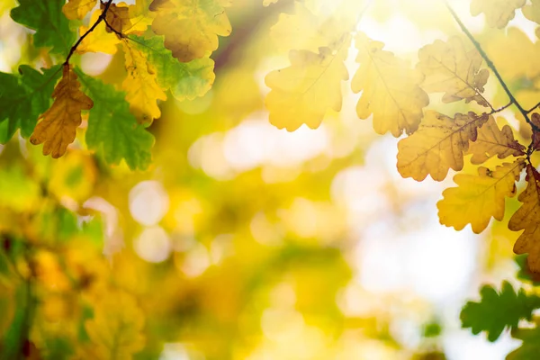 Oak Tree Leaves Autumn Sunny Golden Background — Photo