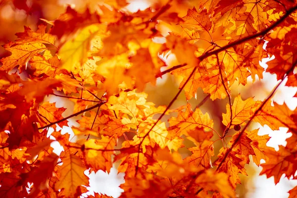Autumn Background Colorful Tree Leaves Sunny Sky — 图库照片