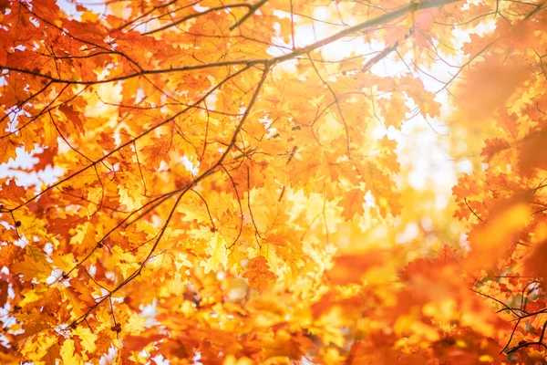 Autumn Background Colorful Tree Leaves Sunny Sky — Stock fotografie