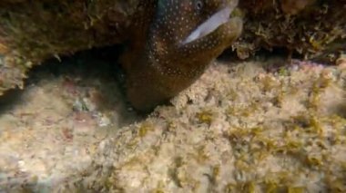 Mercan resiflerinde saklanan tropikal okyanusta Moray yılan balığı..