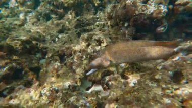 Moray yılan balığı sualtında tropikal okyanusta mercan resifinin üzerinde yüzer..