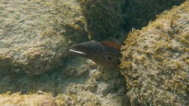 Enguia Morena Oceano Tropical Subaquático Escondida Recife Coral — Vídeo de Stock