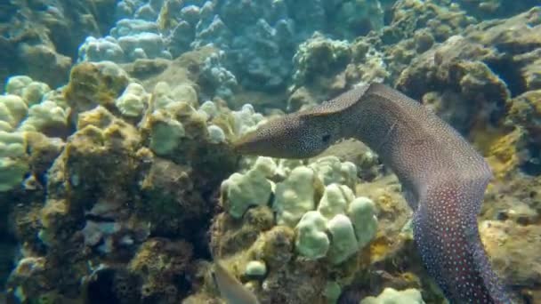 Moray Anguille Dans Océan Tropical Sous Marin Nage Dessus Récif — Video