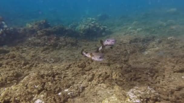 Puffer Fish Swimming Tropical Ocean Hawaii — Stock Video