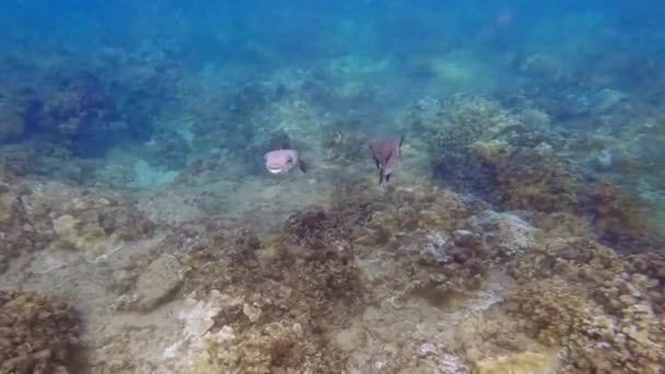 Peces Globo Nadando Océano Tropical Hawaii — Vídeos de Stock