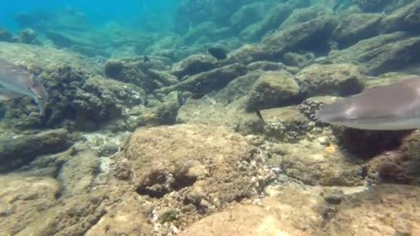 Tubarões Recife Ponta Preta Nadando Águas Tropicais Rasas Oceano Pacífico — Vídeo de Stock