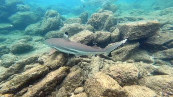 Squali Neri Della Barriera Corallina Che Nuotano Acque Tropicali Poco — Video Stock