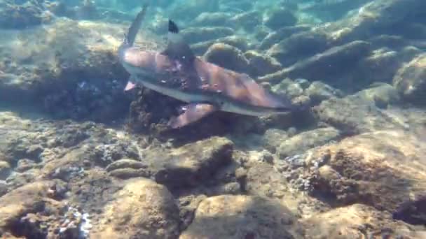 Tiburones Arrecife Punta Negra Nadando Aguas Tropicales Poco Profundas Océano — Vídeos de Stock