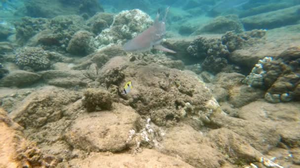 太平洋の浅い熱帯水の中で泳ぐ黒い先端のサンゴ礁のサメ — ストック動画