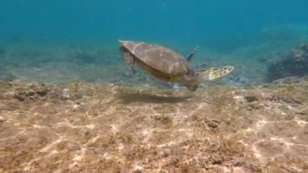Πράσινη Θαλάσσια Χελώνα Που Τρέφεται Από Βυθό Ωκεανού — Αρχείο Βίντεο