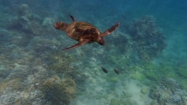 Tortuga Marina Verde Sobre Arrecife Coral Océano Tropical Primer Plano — Vídeos de Stock